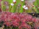 Drosera nitidula x occidentalis Drosera nitidula x occidentalis
