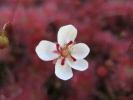 Drosera nitidula x occidentalis Drosera nitidula x occidentalis