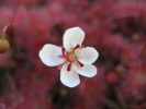 Drosera nitidula x occidentalis