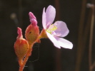 Drosera dielsiana Drosera dielsiana