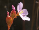 Drosera dielsiana