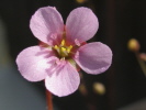 Drosera dielsiana