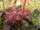 Drosera dielsiana Drosera dielsiana