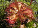 Drosera dielsiana Drosera dielsiana