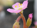 Drosera tokaiensis Drosera tokaiensis