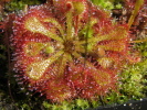 Drosera tokaiensis Drosera tokaiensis