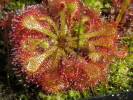 Drosera tokaiensis