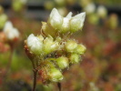 Drosera roseana