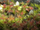 Drosera roseana Drosera roseana