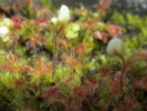 Drosera roseana