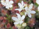 Drosera roseana