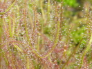 Drosera binata