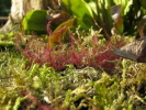 Drosera binata Drosera binata