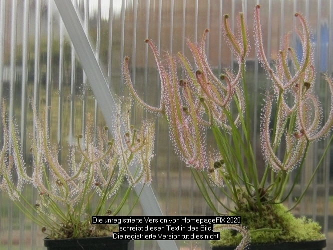Drosera Binata Dichotoma Drosera Binata vs Binata Var