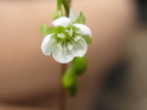 Drosera rotundifolia