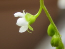 Drosera rotundifolia