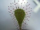 Drosera x obovata Drosera x obovata