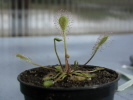 Drosera x obovata Drosera x obovata