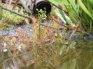 Drosera intermedia "small" Drosera intermedia "small"
