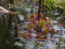 Drosera rotundifolia Drosera rotundifolia