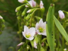 Drosera x Hybrida( intermedia x filiformis) Drosera x Hybrida( intermedia x filiformis)