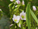 Drosera x Hybrida( intermedia x filiformis)