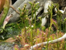 Drosera anglica Drosera anglica