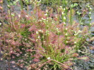 Drosera intermedia "small"