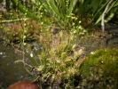 Drosera intermedia "small" Drosera intermedia "small"