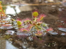 Drosera rotundifolia Drosera rotundifolia