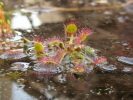 Drosera rotundifolia