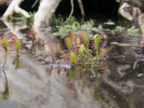 Drosera anglica Drosera anglica