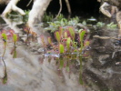 Drosera anglica