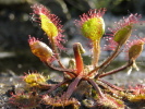Drosera rotundifolia Drosera rotundifolia