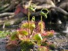 Drosera rotundifolia Drosera rotundifolia