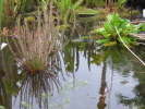 Drosera filiformis