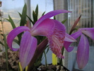 P.bulbocodioides P.bulbocodioides