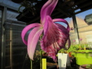 P.bulbocodioides P.bulbocodioides