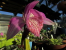 P.bulbocodioides P.bulbocodioides