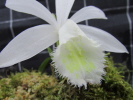 P.formosana var. alba P.formosana var. alba