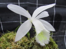 P.formosana var. alba P.formosana var. alba