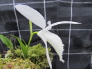 P.formosana var. alba P.formosana var. alba