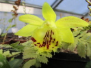 P.forestii P.forestii