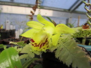 P.forestii P.forestii