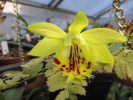 P.forestii P.forestii