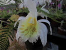 P.gradiflora 'Yellow Lip' P.gradiflora 'Yellow Lip'