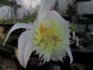 P.gradiflora 'Yellow Lip' P.gradiflora 'Yellow Lip'