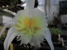 P.gradiflora 'Yellow Lip' P.gradiflora 'Yellow Lip'