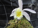 P.grandiflora P.grandiflora