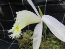 P.grandiflora P.grandiflora